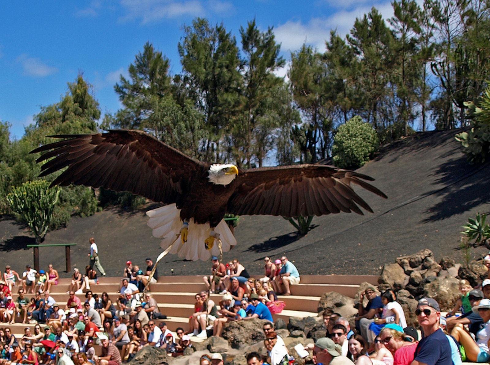 Királyi sas lenyűgöző repülése a Rancho Texas Lanzarote Parkban