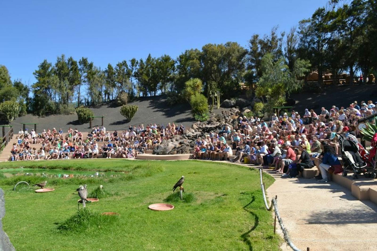ランチョ・テキサス・ランサローテ公園での動物パフォーマンス